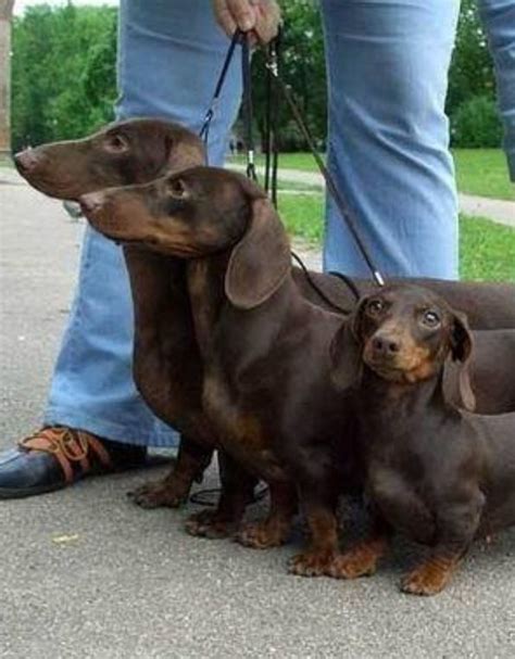 This page provides a listing of california dachshund breeders. Best 25+ Standard dachshund ideas on Pinterest | Wiener ...