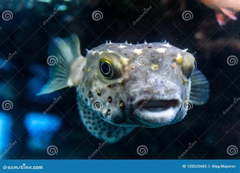 White Spotted Puffer Fish Arothron Hispidus Underwater In Red Sea