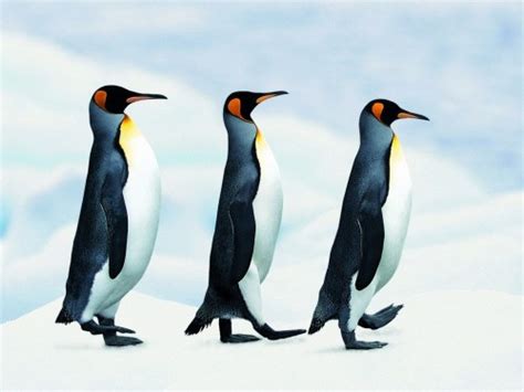 49 Free Penguin Wallpapers Screensavers Wallpapersafari