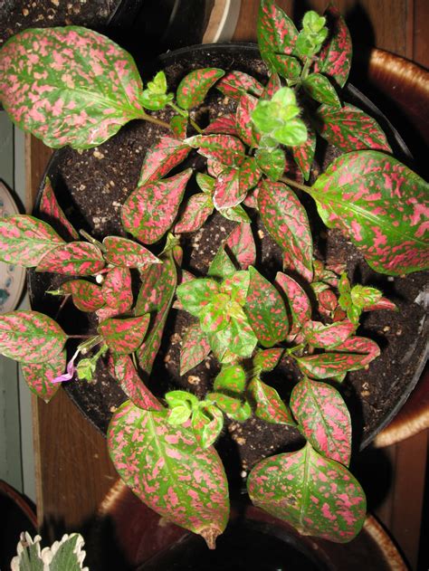 The most common variety is the pink polka dot plant. Propagating a polka-dot plant - Manitoba Co-operator