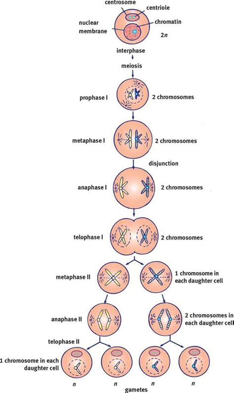 The Different Stages Of Meiosis Explained In Detail M