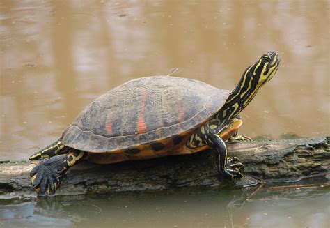 2020 Year Of The Turtle Florida Red Bellied Turtle Panhandle Outdoors
