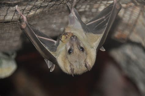 Egyptian Fruit Bat Rousettus Aegyptiacus Zoochat