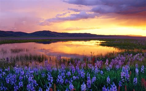 Wallpaper Landscape Sunset Flowers Lake Nature Reflection Field