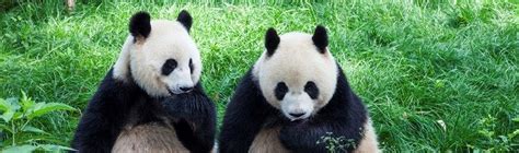 What Do Pandas Eat Facts Dowta