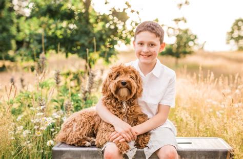 There are many people breeding labradoodles since they have become so popular, however not all are excellent breeders. PDX Labradoodles, Labradoodle Breeder in Portland, Oregon