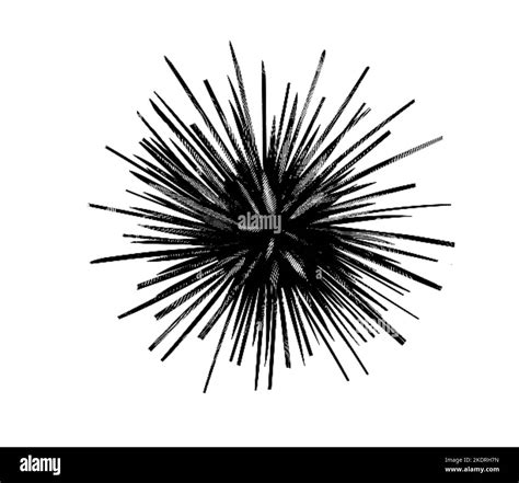Engraving Of A Sea Urchin Graphic Illustration Of A Sea Urchin Black