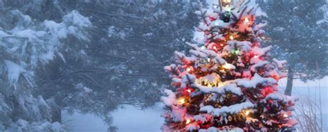 Idaho Christmas Tree Permits Bureau Of Land Management