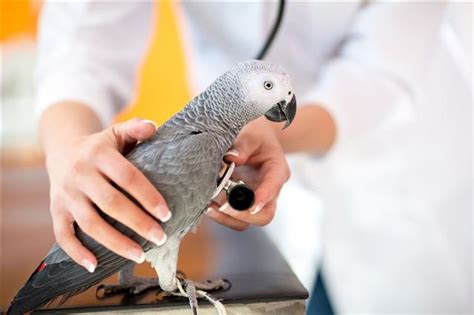 All You Need To Know About Taking Care Of African Grey Parrots