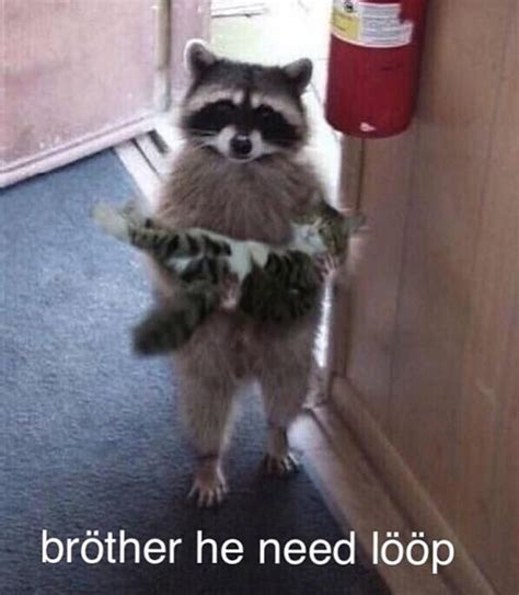 Retarded Pics On Instagram Pls Give Him Loops Raccoon Funny Funny