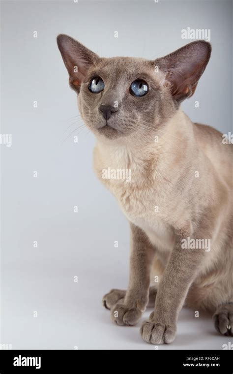 An Siamese Cat On A White Background Adult Siam Blue Point Stock Photo