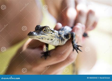 Cute Baby Alligator Stock Photo Image Of America Vacation 46655542