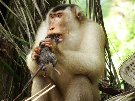 Monkey Matters New Straits Times Malaysia General Business Sports