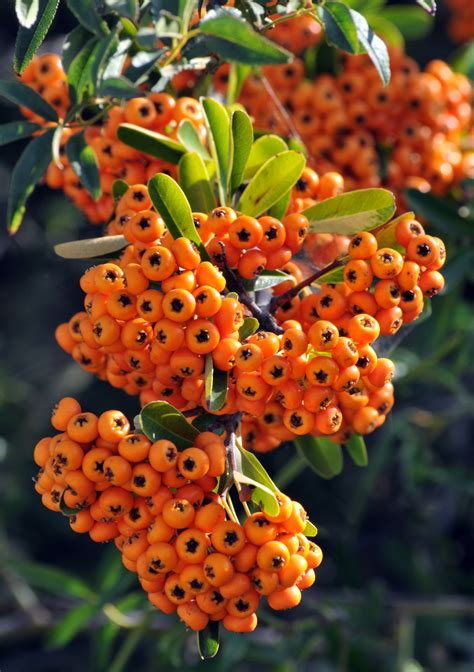 Branch Of Orange Berries Free Stock Photo Public Domain Pictures