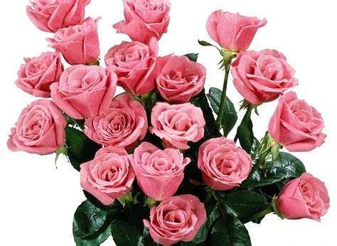 Free Download Wonderful Roses Leaves Wet Bouquet Rose Water