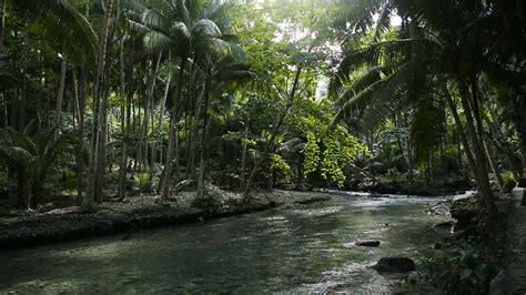 Free Photo Jungle River Rainforest Trees Thailand Free Download