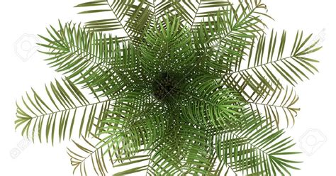 Architectural Palm Tree Top View Png Images Amashusho