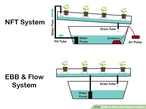 Grow 100% natural vegetables at home in a simple and fast way How to Grow Hydroponic Lettuce (with Pictures) - wikiHow