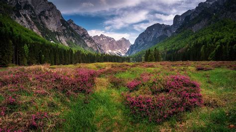 Wildflowers Mountain Valley Wallpapers Wallpaper Cave