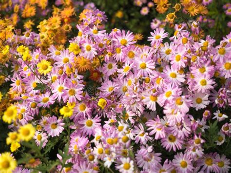 Garden Full Of Mums Flowers Are Blooming Stock Image Image Of Floral