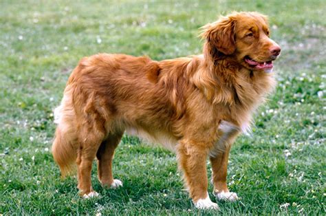 Everything About Your Nova Scotia Duck Tolling Retriever Luv My Dogs