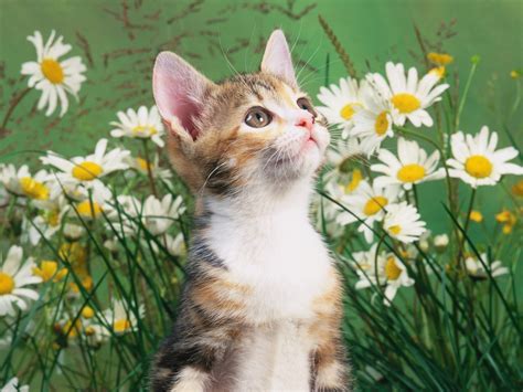 Fondos De Pantalla Gato Gatitos Animalia Descargar Imagenes