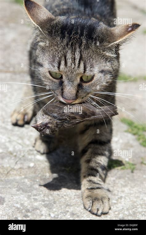 Cat Hunted A Bird Stock Photo Alamy