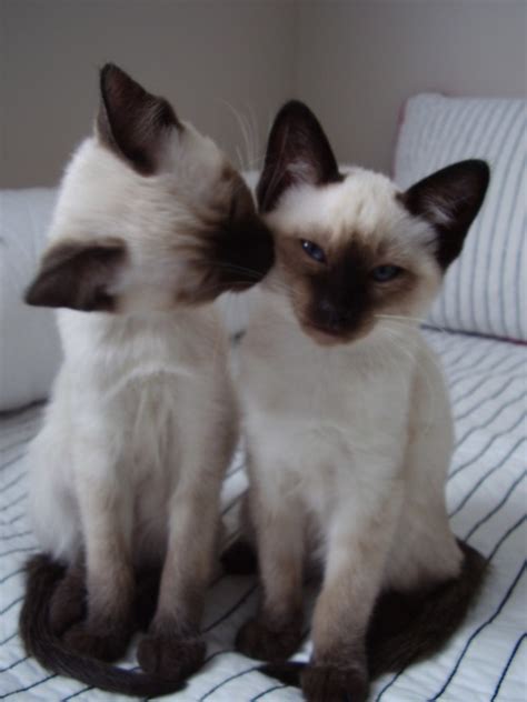 One For The Road Just A Couple Cute Siamese Kittens For Ya