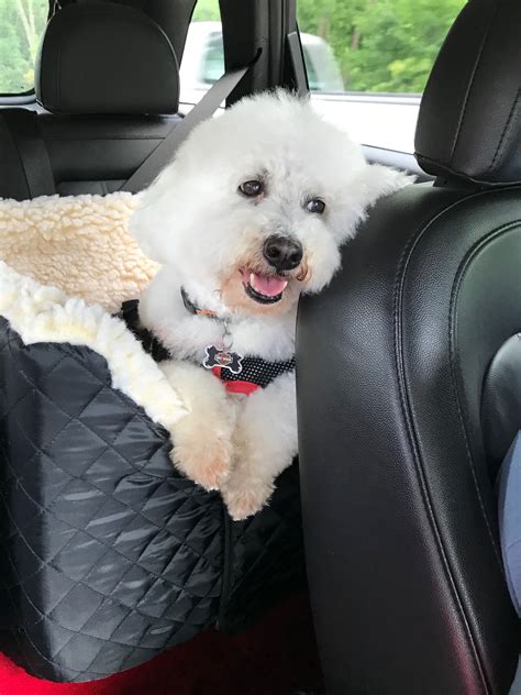 Casper In His Car Seat Cute Maltipoo Bichon Frise Maltese Puppy