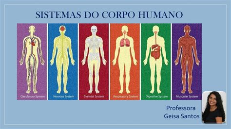 Sistemas Do Corpo Humano 6º Ano Youtube