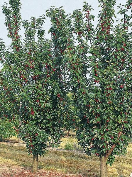 Cerisier Nain Maynard Prunus Cerasus Nain Maynard Le Jardin Du