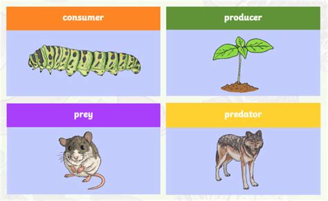 Describe The Role Of Consumers In A Food Web