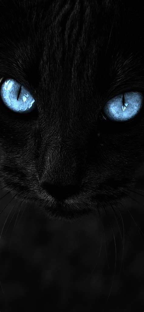 41 Black Cat Iphone Wallpaper Furry Kittens