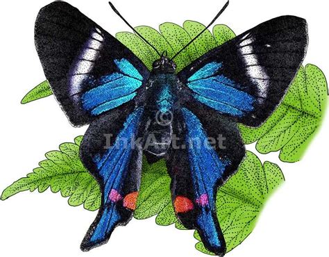Full Color Illustration Of A Periander Metalmark Rhetus Periander
