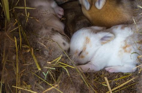 How To Care For A Newborn Rabbit Every Bunny Welcome