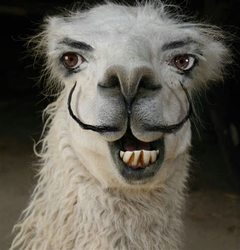 Mustachio Lama Trinitys Board Funny Llama Funny Animal Faces