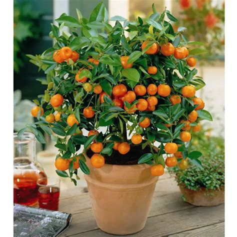 How To Grow Orange Trees In Pots Plant Instructions