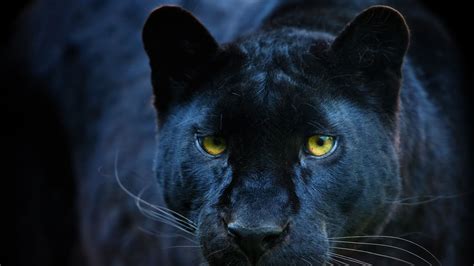 Feline Daft Big Cat On The Loose Is Not A Panther Uk