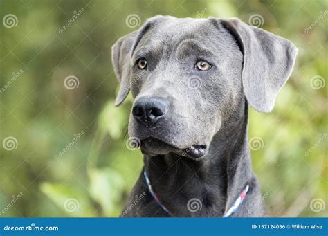 Handsome Weimaraner Mix Breed Dog Profile Portrait Stock Photo Image