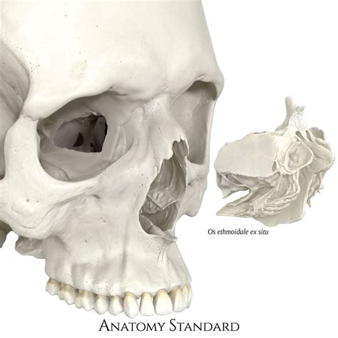 The labyrinths of the ethmoid contain several ethmoidal sinuses. 3d render of the human ethmoid bone ex situ（画像あり）