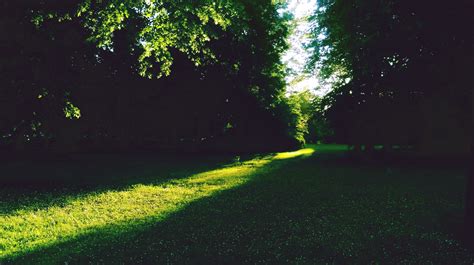 Free Images Nature Grass Light Night Lawn Sunlight Leaf Green