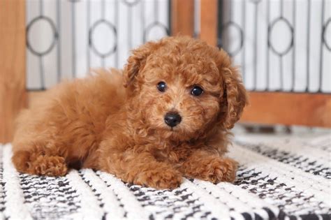 High to low nearest first. Admiral - Cuddly Male Red ACA Toy Poodle Puppy - Florida Puppies Online