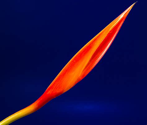 Untuk info tutorial seo terupdate silahkan ke halaman belajar seo di kepointernet.com. Gambar : mekar, sayap, cahaya, langit, malam, sinar ...