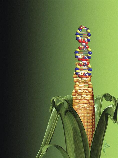 Genetically Modified Food Photograph By Jean Francois Podevin Science
