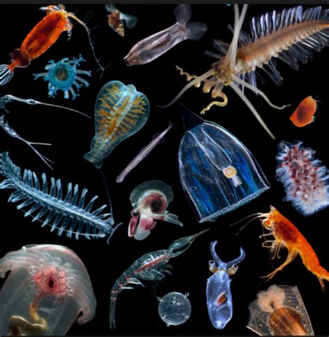 List Of Fish That Feed On Aquatic Live Foods Zooplankton Aquatic Live
