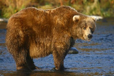 Kodiak Brown Bear Royalty Free Stock Photography Image 30610237
