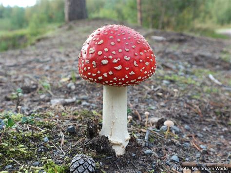 Amanita Muscaria Mushroom World