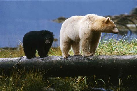 More Protection For The Great Bear Rainforest Valhalla Wilderness Society