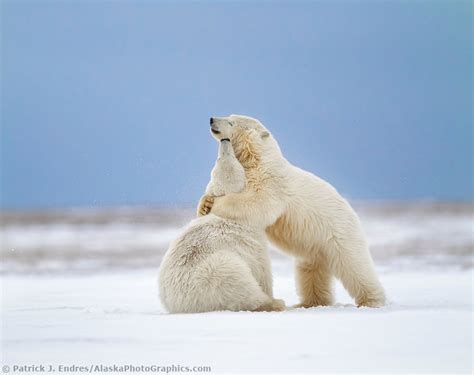 Embracing Polar Bears