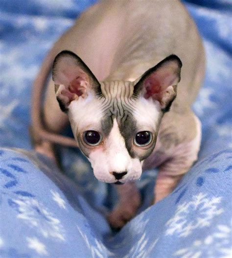 Meet Sphynx Cats The Most Adorable Hairless Felines In 2021 Cute